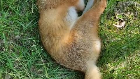 PET a wild FOX