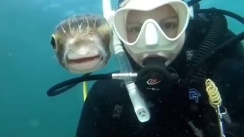 #wholesome #scuba #letsplay #epic #moodboost #scuba #ocean #animal #funny #f