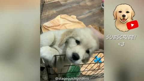 Cutest & Funniest Golden Retriever Puppy Videos!