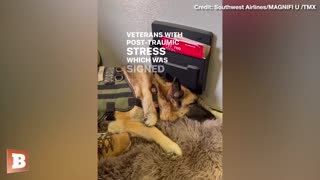 Marine Veteran’s Service Dog That Inspired PAWS Act Takes "Last Flight"