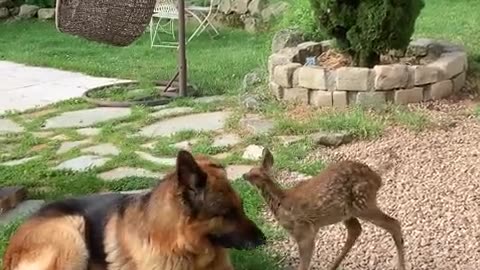 Two Gentle Dogs Watch Over a Rescued Fawn
