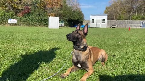 EASY OBEDIENCE TRAINING WITH MY BELGIAN MALINOIS PUPPY! HEEL_ SIT_ DOWN_ STAY!