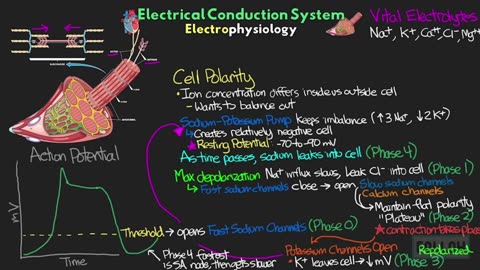 The Electrical Conduction System of the Heart EXPLAINED!