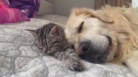 Golden Retriever and Baby Kitten fall asleep together for the First Time