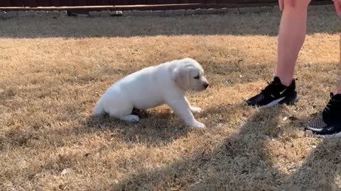 Lucy the Lab Puppy Takes Her Temperament Test!