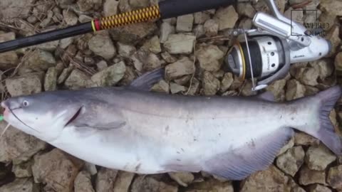 Interesting facts about Blue catfish by weird square