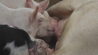 Piglets and pigs. Amazing pigs and boars