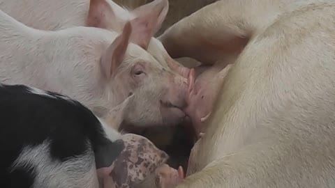 Piglets and pigs. Amazing pigs and boars