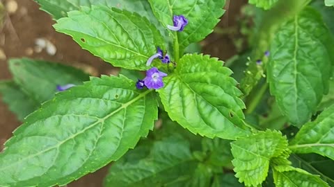 BLUE VERVINE