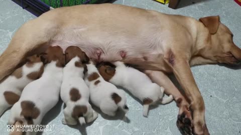 labrador retriever nag papa dede sa mga jrt puppies kahit walang gatas..