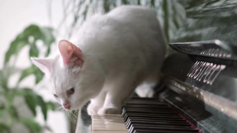 Funny cat on the piano