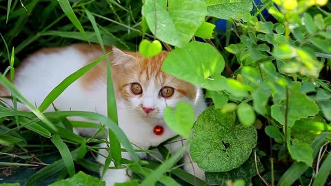 baby cat play in grass
