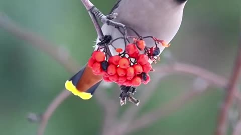 Beautiful Bird moment ever