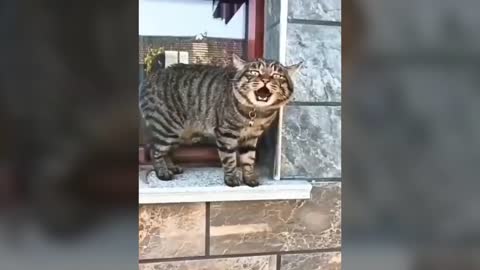 Funny cats .Speaking cat. Cute cat Videos