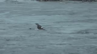 Eagle makes a fatal mistake hunting an Octopus