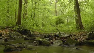 PEACEFUL Nature Sound w/ MUSIC for Total Destressing