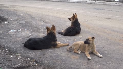 Dogs Waiting At The Roadside