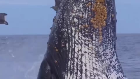 Amazing Video Of Whale In Air