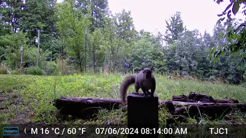 Squirrel jiggling camera