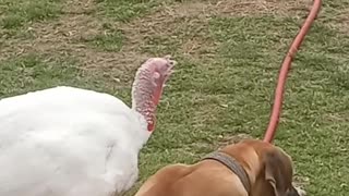 Well trained turkey or dog?