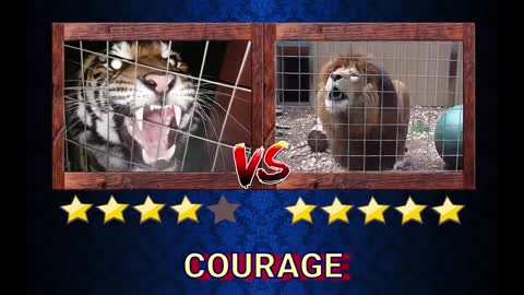 Lion VS Tiger Real Fight - Tough Creatures [Ep. 4]