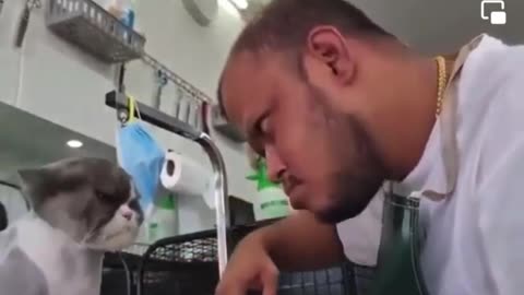 Funny Angry Cat hair cut.