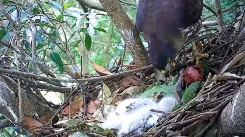 cute baby sparrowhawk