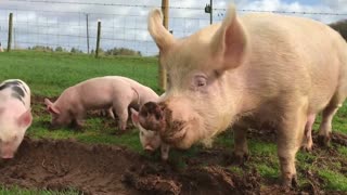 Mother Pig And Piglets Go Outside For First Time After Being Rescued
