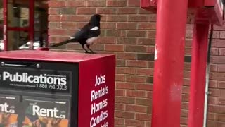 Nature and bird: #shorts #Magpie take off from a newspaper/magazine stand-box