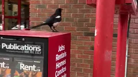 Nature and bird: #shorts #Magpie take off from a newspaper/magazine stand-box