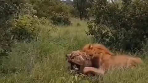 Big Male Lion killed Hyena #shorts #lionvshyena