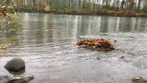 Adventures Close To Home: Skykomish River