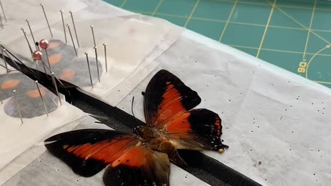 Preserving a dead white Barred Charaxes butterfly #naturalwonders #insects #_Full-HD