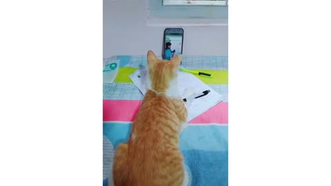 cat online class in zoom