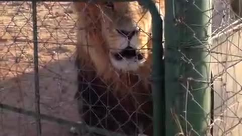 Lion angry