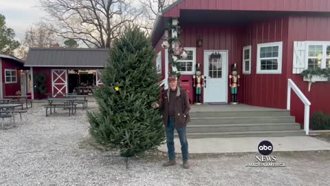 Made in America: Christmas tree demand surges