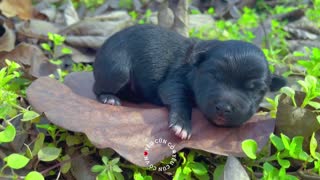 🔴 A super cute puppy sleeping on the grass