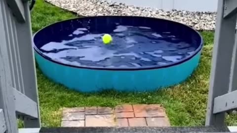 DOG JUMPS INTO AND OUT OF A POOL