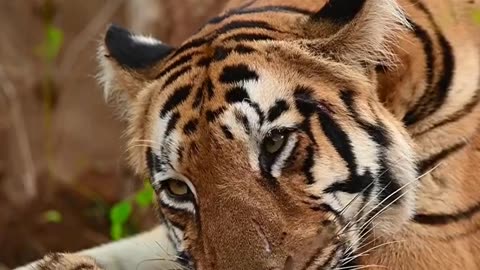 Tiger Attitude Status Video