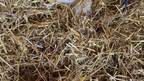 Cat Found Napping in Horse Stall