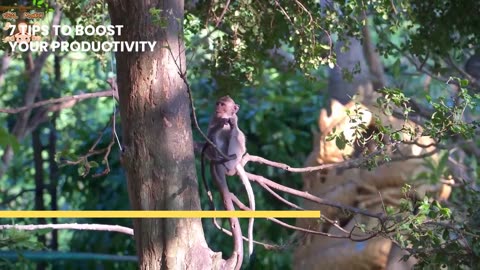 4K Quality Animal Footage - Monkeys Beautiful Scenes Episode 5 | Viral Monkey