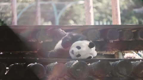 The tumbling giant panda