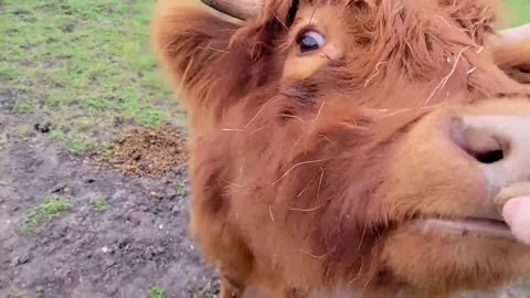 it's so cute when highland cow runs for treats!