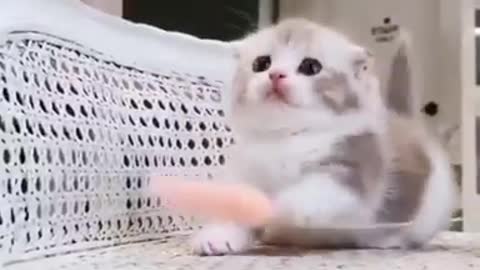 Funny Baby Cats