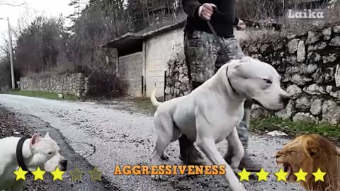 Dogo Argentino Vs Lion - Lion Vs Dogo Argentino Comparison – Laika