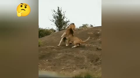 Fight between two lions