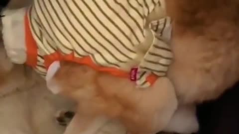 funnyvideos#cute#dog#pet