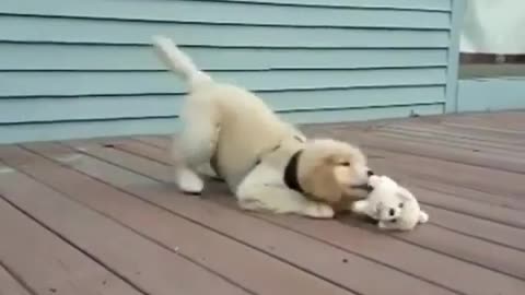 Dogs love to play with teddy bears.