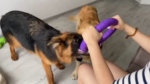 Stubborn German Shepherd Puppy Refuses To Give Up on His Toy