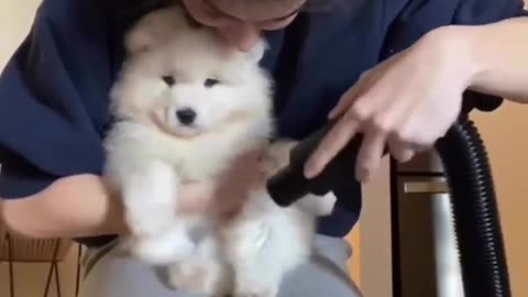 Cute Samoyed Pup